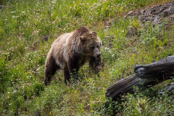 istock Grizzly bear and cub in Yellowstone 1135656080