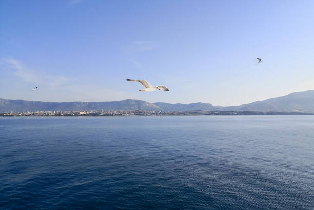 istock a seagull flying over the adriatic sea at sunset 1135656739
