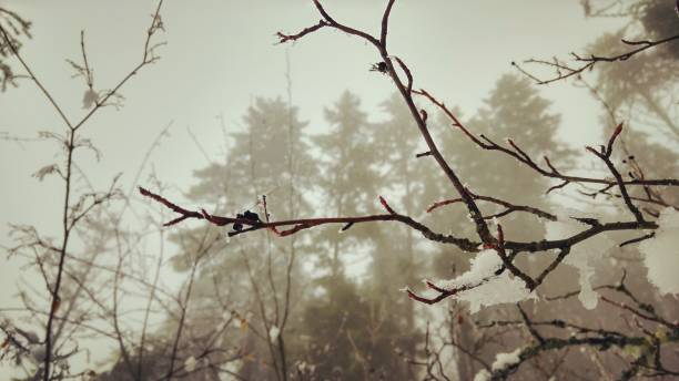 Branches of a tree, with snow, foggy day stock photo