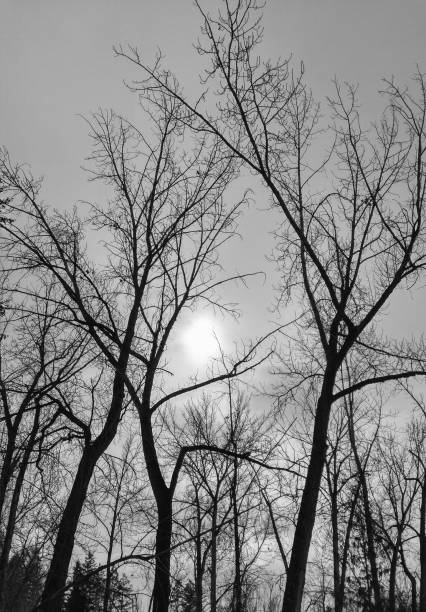 Silhouette of trees, black and white, winter stock photo