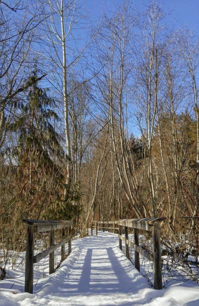 A path over a bridge in the forest in winter stock photo