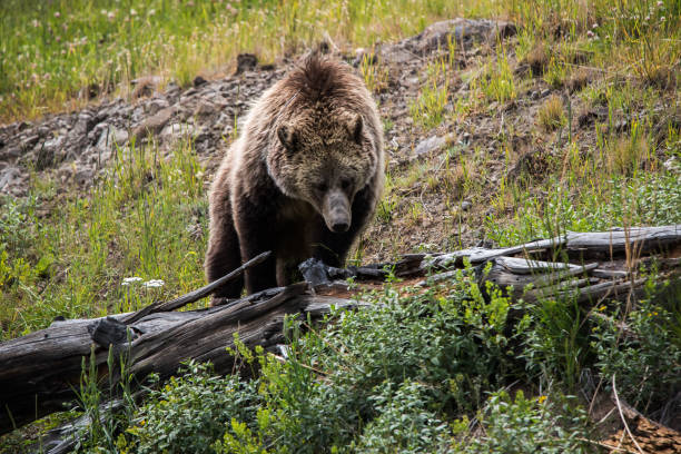 istock Grizzly bear and cub in Yellowstone 1135656793