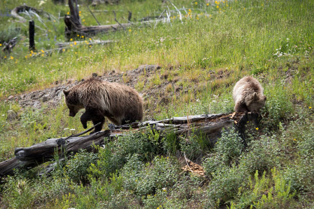 istock Grizzly bear and cub in Yellowstone 1135656913