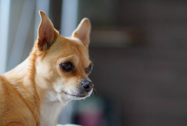 Chihuahua dog cream with red color on a light background. Portrait of a Chihuahua with long hair