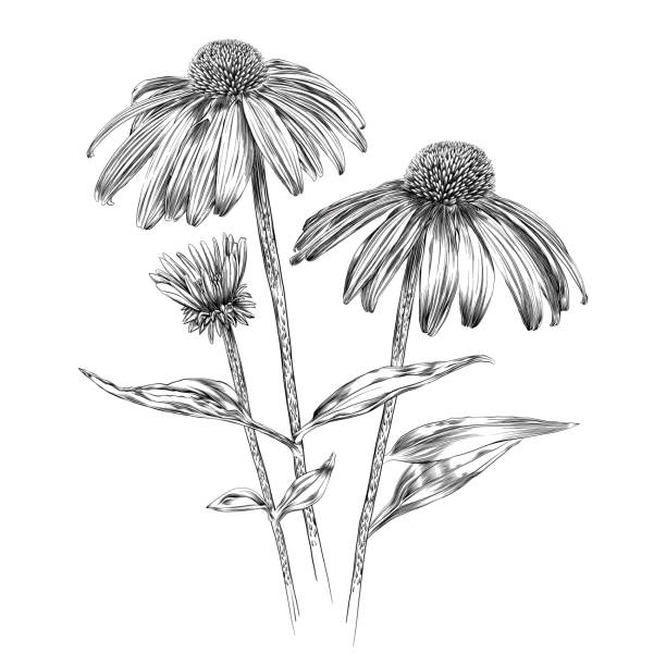 ilustraciones, imágenes clip art, dibujos animados e iconos de stock de echinacea flores pluma y tinta vector acuarela ilustración - illustration and painting engraved image engraving pencil drawing