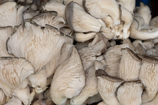 istock Mushrooms at Vegetable Market 1135657885