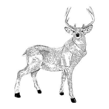 Deer Wearing a Scarf Vector Ink Illustration in Vintage Engraving Style