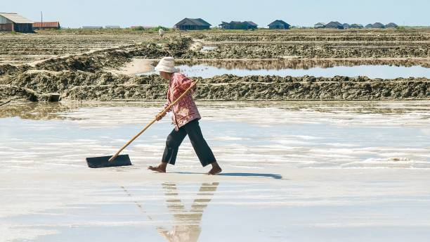 in una fattoria di sale nella cambogia rurale, una donna asiatica lavora duramente raccogliendo sale marino da un campo pieno di acqua di mare, che sta evaporando sotto il sole caldo, lasciando il sale marino a rastrellare in pile. è un duro lavoro manual - women wading sun hat summer foto e immagini stock