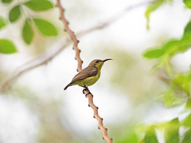 istock Close up Olive-Backed Sunbird Perched on Branch Isolated on Background 1135661473