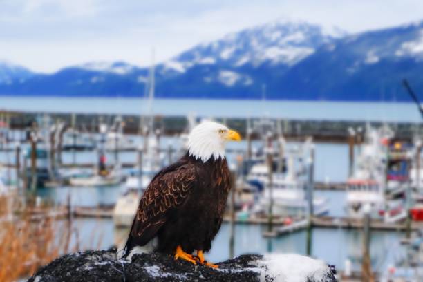 istock Bald Eagle in Cordova, Alaska 1135662604