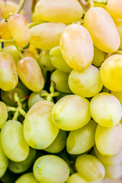 istock Organic white grape bunch on the vine tree. Harvest concept