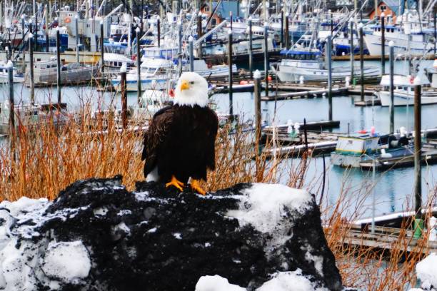 istock Bald Eagle in Cordova, Alaska 1135662698