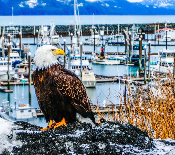 istock Bald Eagle in Cordova, Alaska 1135662707