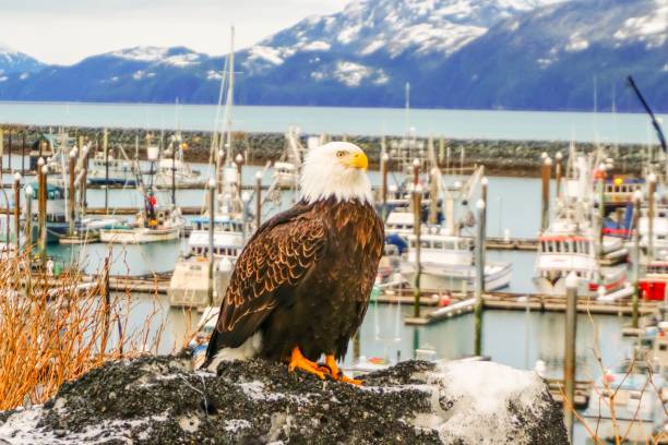 istock Bald Eagle in Cordova, Alaska 1135662722