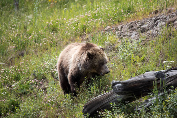 istock Grizzly bear and cub in Yellowstone 1135663719