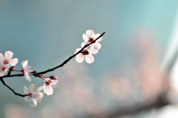 istock Plum flowers blooming in Spring 1135665631