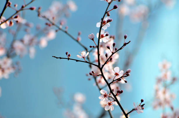 istock Plum flowers blooming in Spring 1135665632