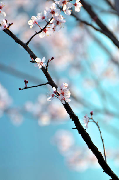 istock Plum flowers blooming in Spring 1135665637