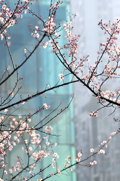 Plum blossoming in front of the office building