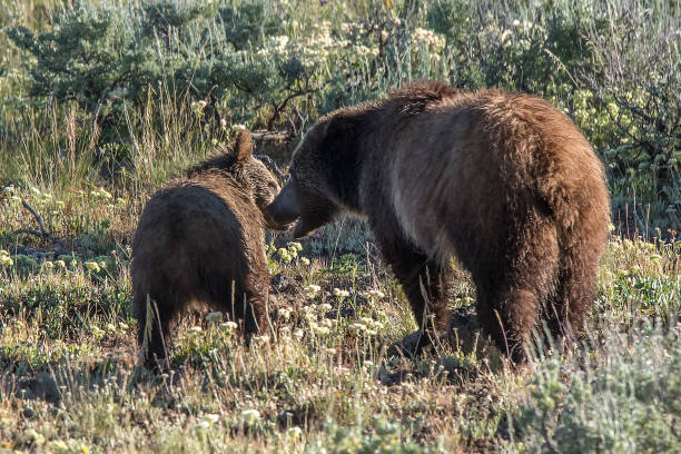 istock Grizzly bear mother and her cub together 1135666394