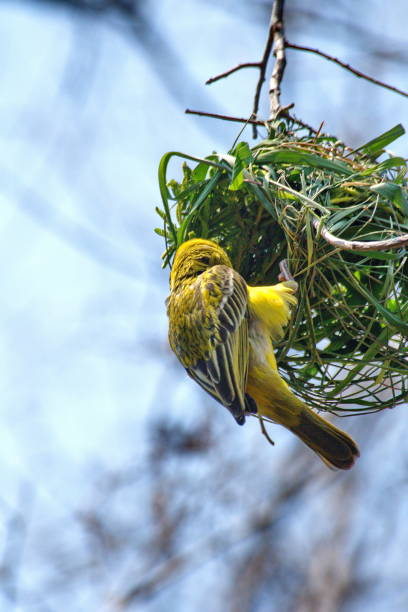 istock Southern masked weaver building a nest 1135667181