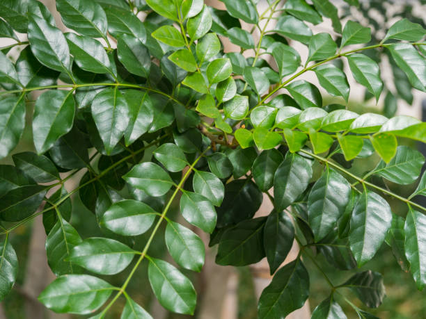 istock Fraxinus griffithii is attractive with its beautiful leaves with small gloss and light tree stretching in the wind. 1135668338