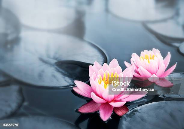 Flores De Lótus - Fotografias de stock e mais imagens de Lótus - Lótus, Nenúfar, Lírio