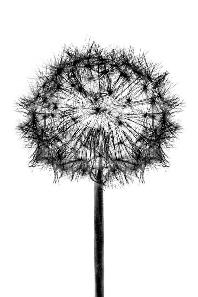 istock Black bloom head Dandelion flower isolated on white background 1135669771
