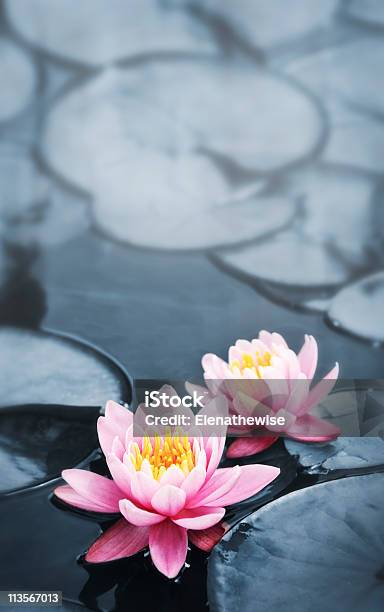 Lotus Blüten Stockfoto und mehr Bilder von Lotus - Seerose - Lotus - Seerose, Abenddämmerung, Auf dem Wasser treiben