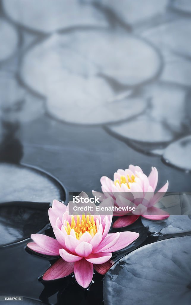 Lotus цветы - Стоковые фото Лотос роялти-фри