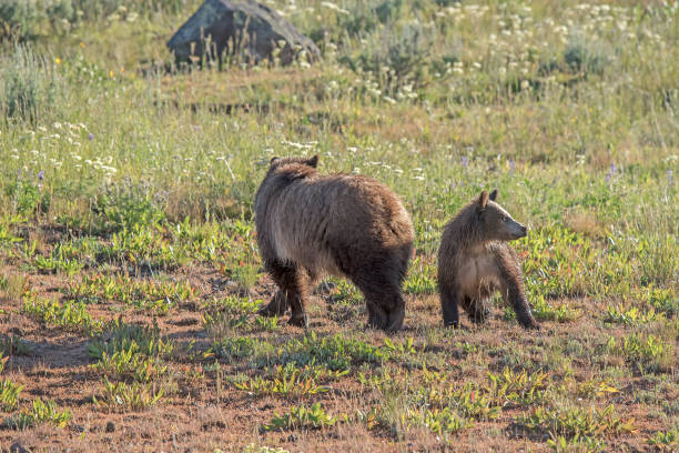 istock Grizzly bear mother and her cub together 1135670587
