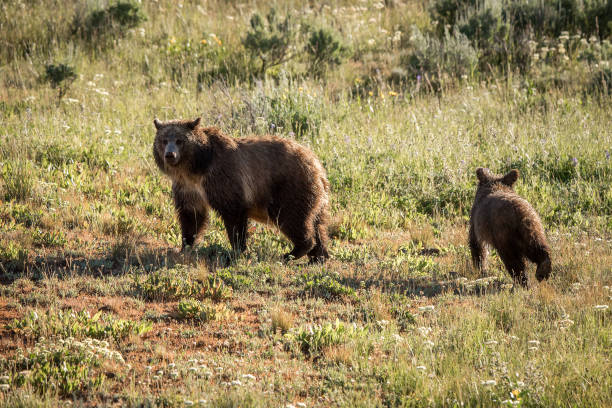 istock Grizzly bear mother and her cub together 1135673295
