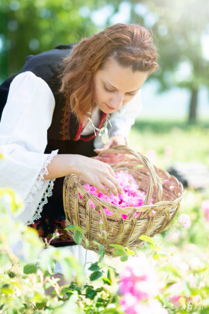 istock Woman picking rose blossoms in basket. 1135673336