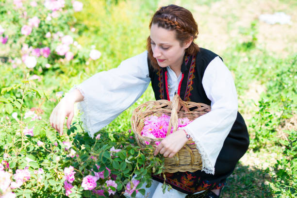 istock Woman picking rose blossoms in basket. 1135673356