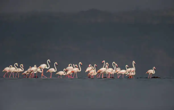 Photo of Greater Flamingos seen at Lake Nakuru