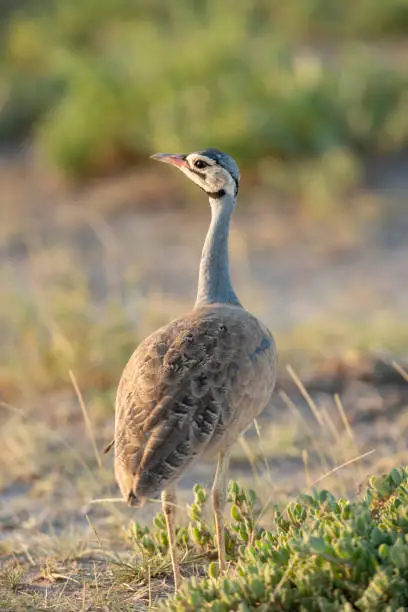 Photo of White-Bellied Bustard seen at Amboseli National Park