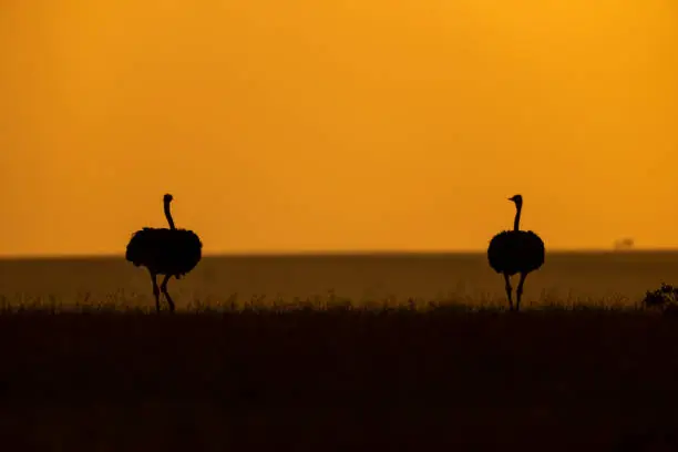 Photo of Ostrich with orange sky seen at Masai Mara