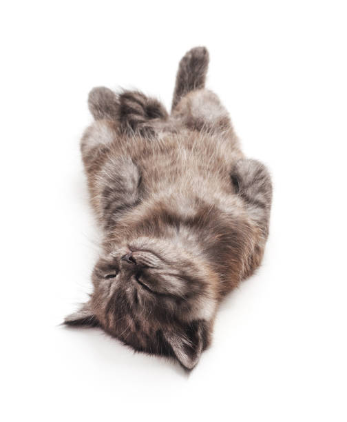 istock Cute kitten lies on his back and sleeping. 1135676068