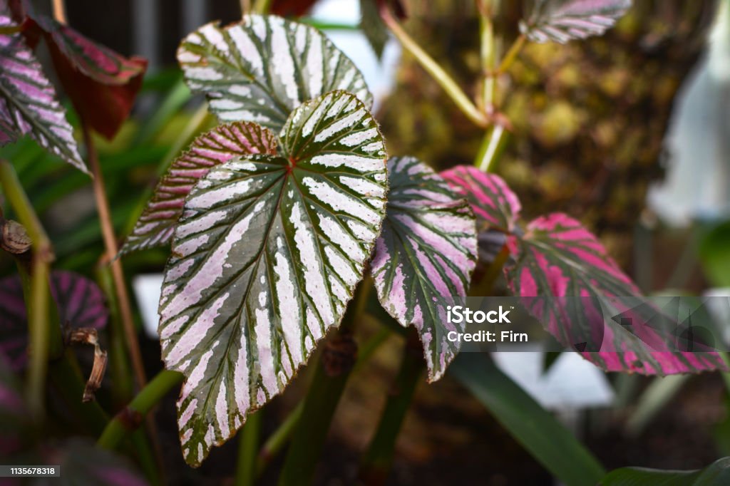Close Up Of A Tropical Pink Variegated Begonia Brevirimosa Plant Leaf Stock  Photo - Download Image Now - iStock