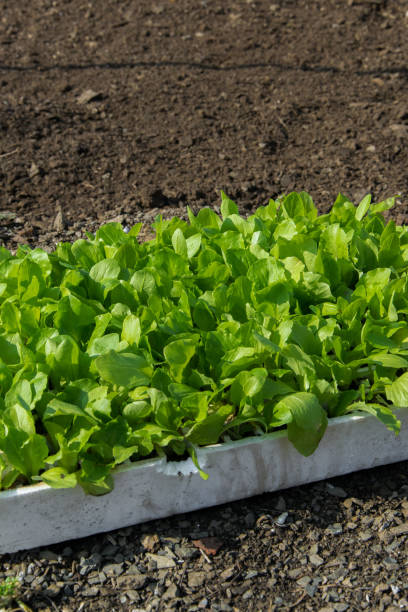 alface fresca nova pronta para plantá-la, campo agricultural no fundo - lattuce - fotografias e filmes do acervo