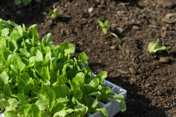 giovane lattuga fresca pronta a piantarla, campo agricolo sullo sfondo - lattuce foto e immagini stock