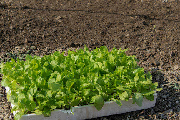 alface fresca nova pronta para plantá-la, campo agricultural no fundo - lattuce - fotografias e filmes do acervo