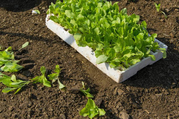 alface fresca nova pronta para plantá-la, campo agricultural no fundo - lattuce - fotografias e filmes do acervo