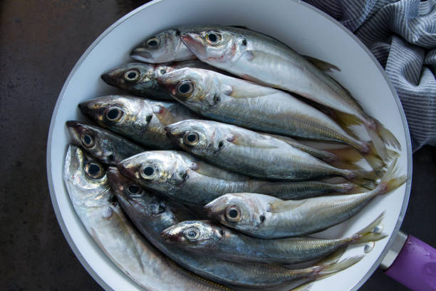 istock The Mediterranean horse mackerels in the pan 1135680358