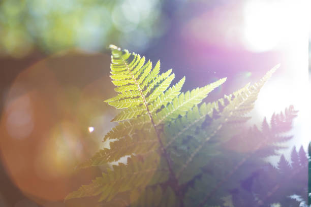 liście paproci - fern new zealand macro frond zdjęcia i obrazy z banku zdjęć