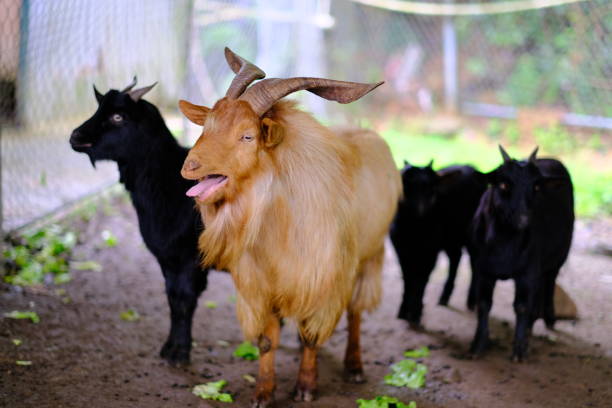 istock Cute animals in the farm, goat deer sheep 1135680737