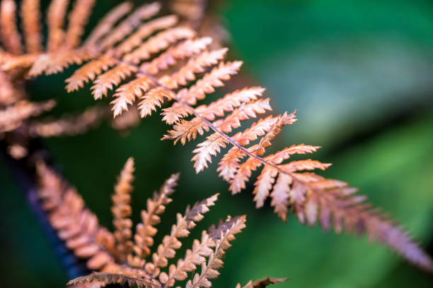 liście paproci - fern new zealand macro frond zdjęcia i obrazy z banku zdjęć