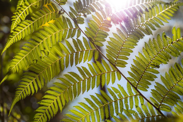 liście paproci - fern new zealand macro frond zdjęcia i obrazy z banku zdjęć