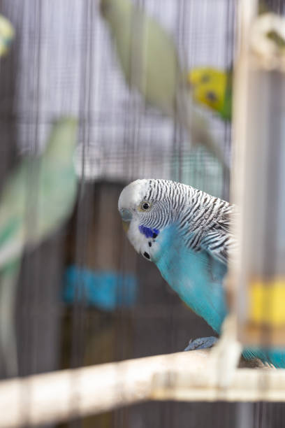 istock Group of Fancy color Budgerigar 1135682656