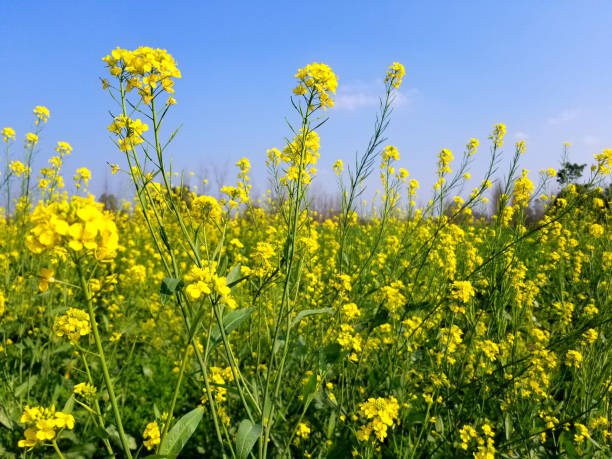 istock Bright Yellow field of Canola 1135682778
